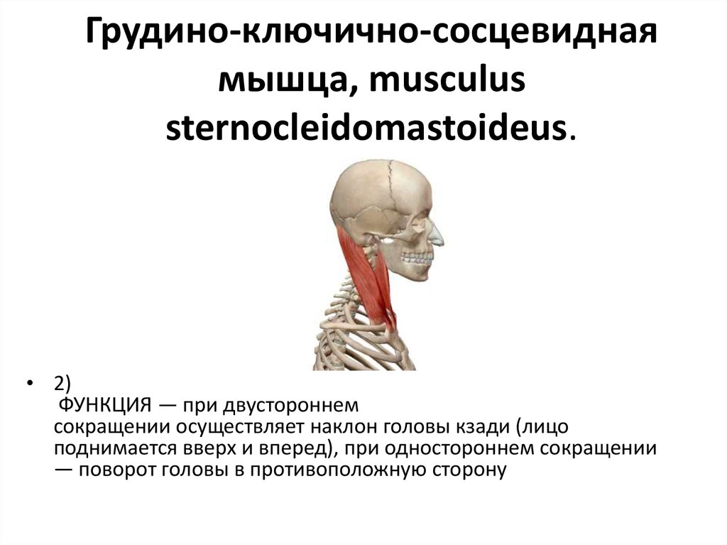 Грудино-ключично-сосцевидная мышца, musculus sternocleidomastoideus.