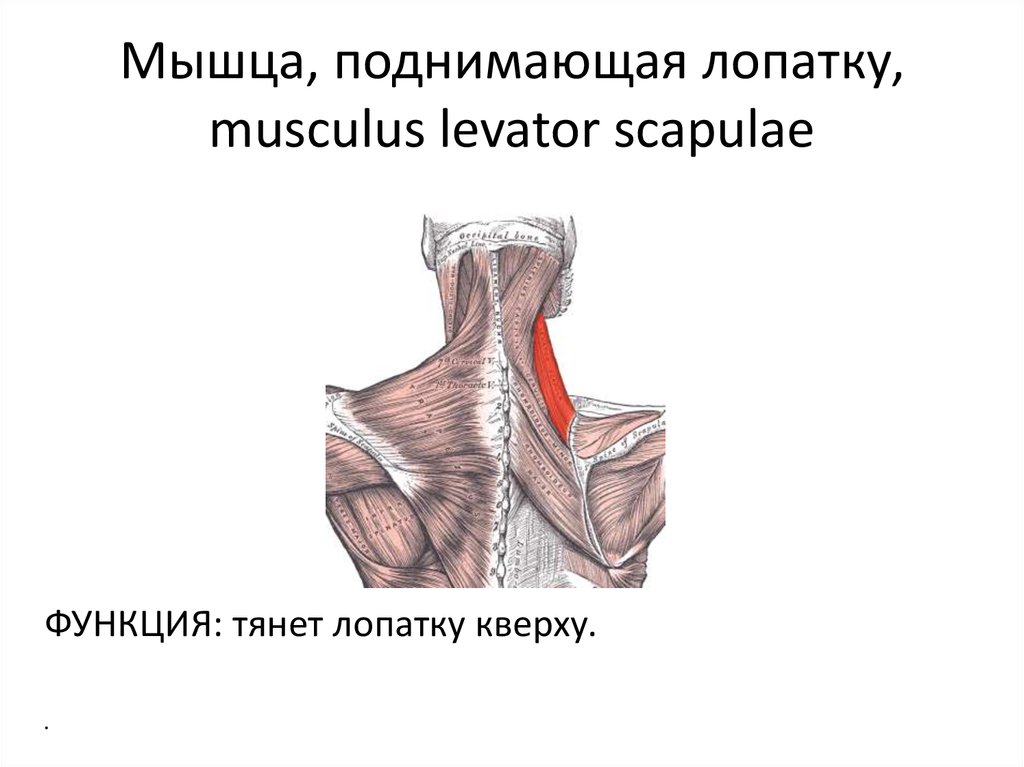 Мышца поднимающая лопатку картинка