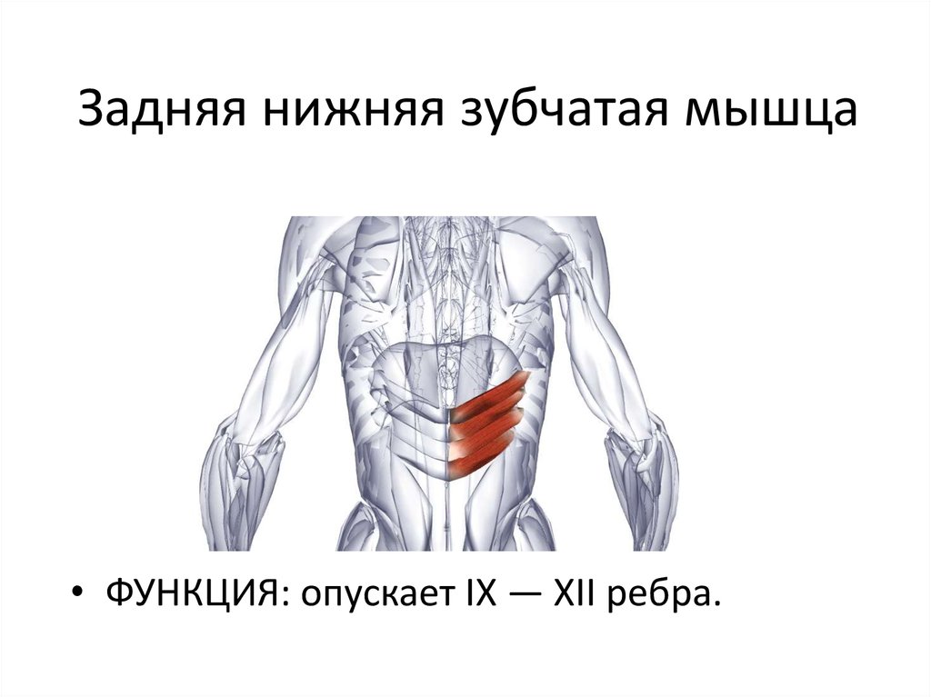 Задняя нижняя зубчатая мышца