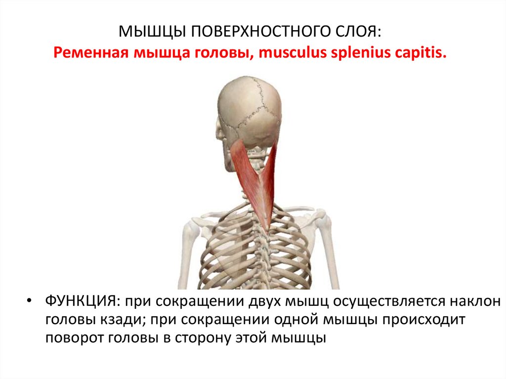 Поворот шеи головы. Ременная мышца головы. Ременная мышца шеи функции. Ременная мышца головы (m. splenius capitis). Ременная мышца шеи иннервация.