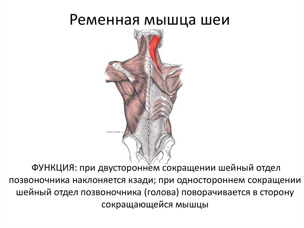 Ременная мышца шеи