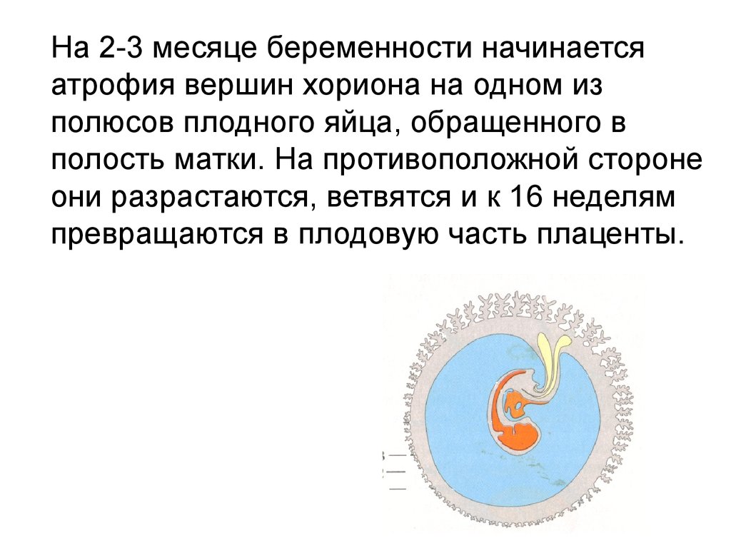 Развитие плода по неделям и самые опасные периоды беременности Развитие плода по неделям и самые опасные периоды беременности