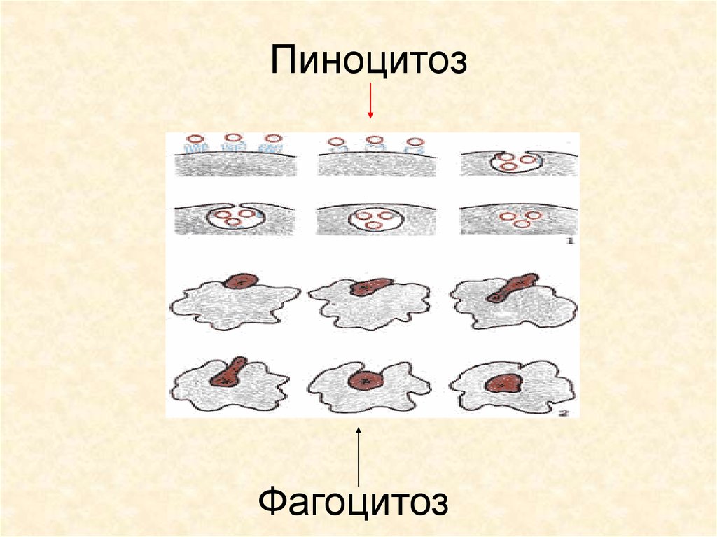 Пиноцитозные пузырьки. Схема фагоцитоза и пиноцитоза. Фагоцитоз и пиноцитоз. Пиноцитоз схема. Рисунок фагоцитоза и пиноцитоза.