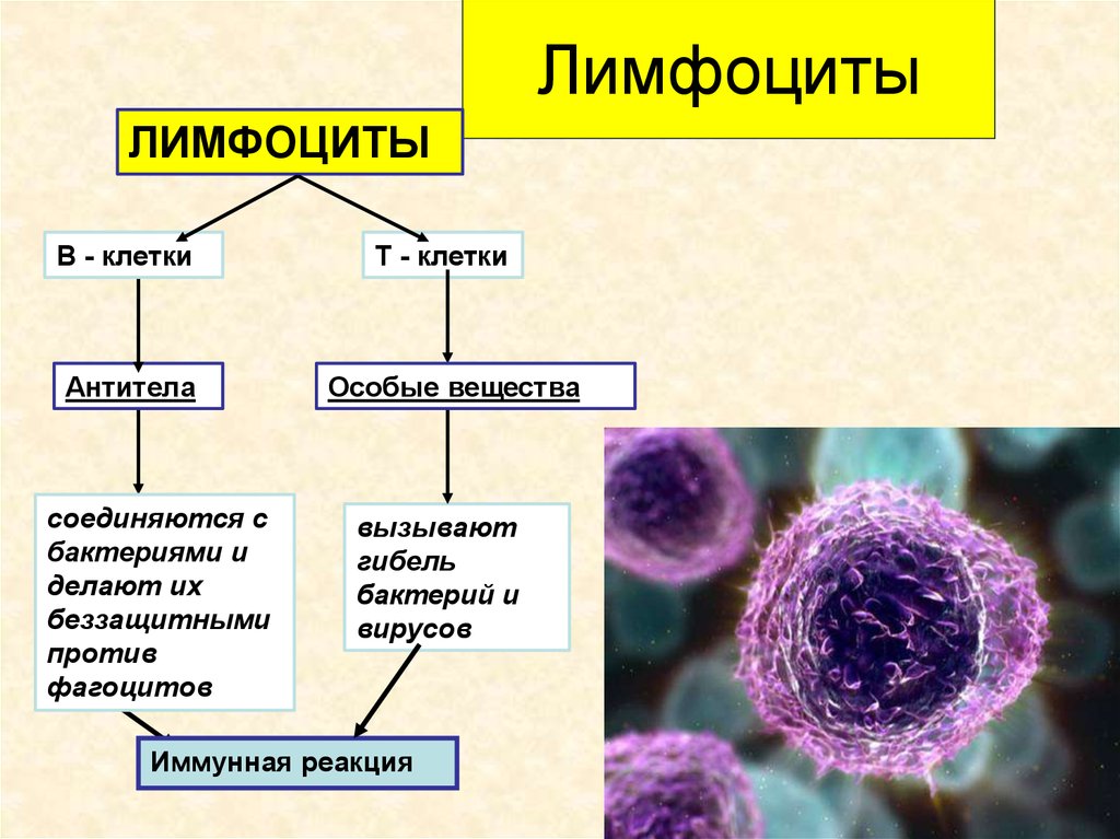 Б лимфоциты фото