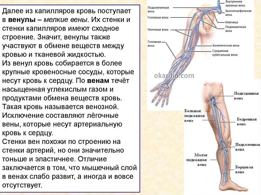 Настоящую в какую вену