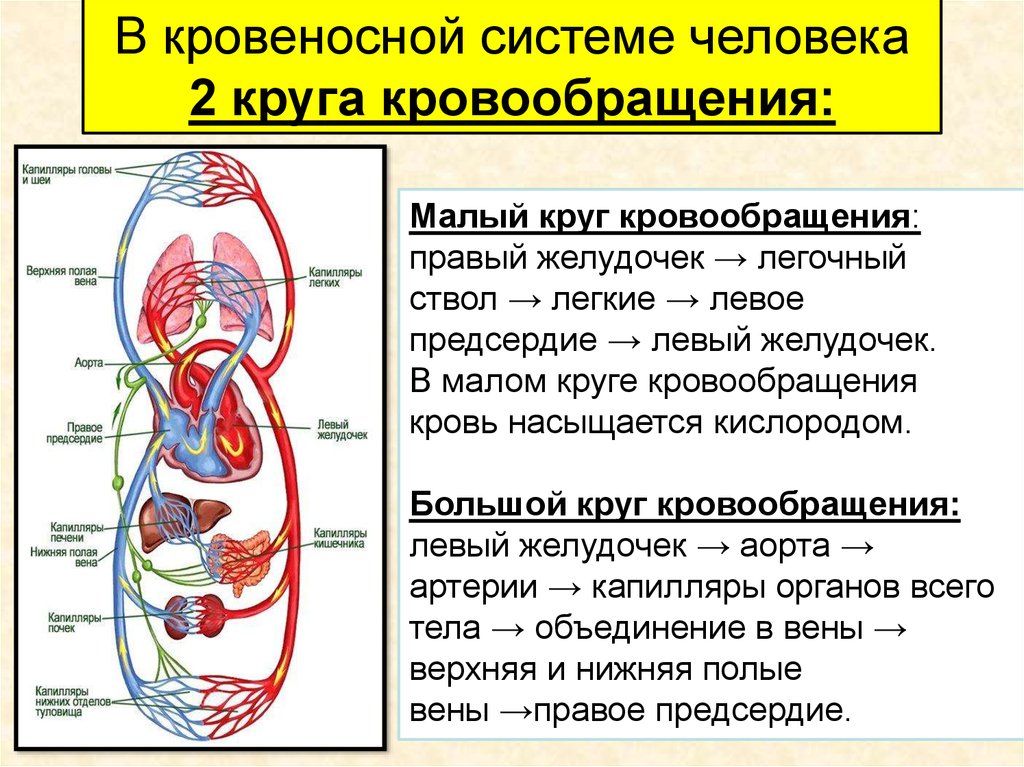 Левое предсердие большой круг. В Малом круге кровообращения кровь насыщается. Кровеносная система человека круги кровообращения. Круги кровообращения человека кратко. Легочный ствол круг кровообращения.