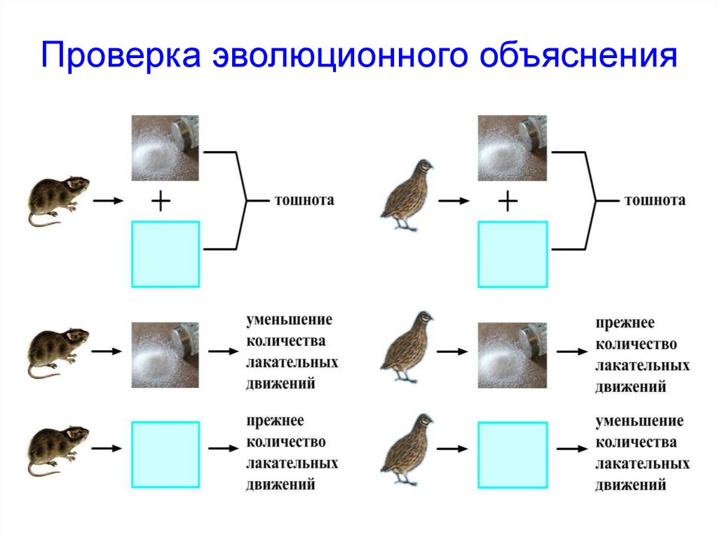 Проверка эволюционного объяснения