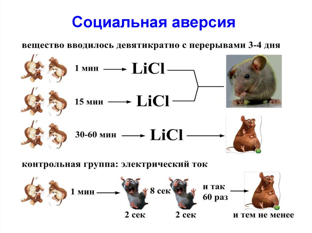 Проект аверсия эксперимент