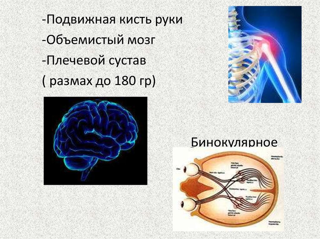 Место человека в зоологической системе презентация