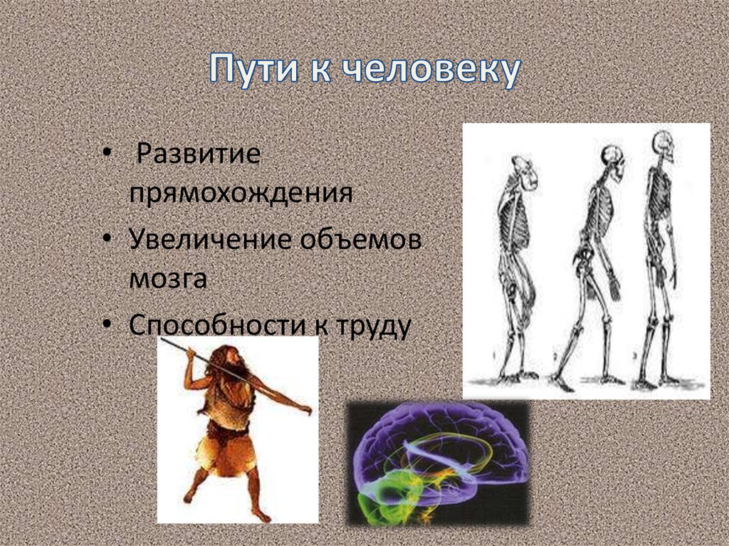 Один из признаков прямохождения современного человека