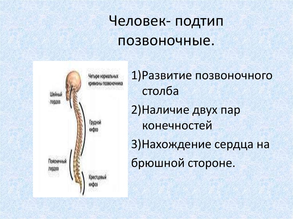 Подтип позвоночные картинки