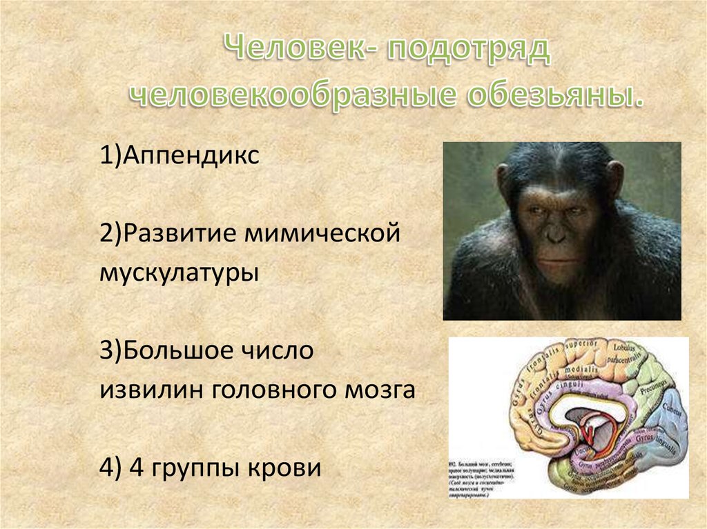 Рассмотрите рисунок укажите черты сходства и различия человека и человекообразных