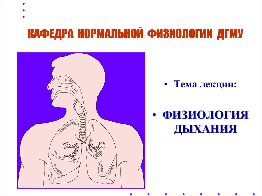 Физиология дыхания презентация