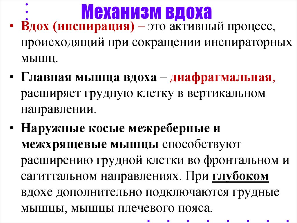 Механизм вдоха. Механизм активного вдоха. Механизм вдоха инспирация. Механизм при вдохе.