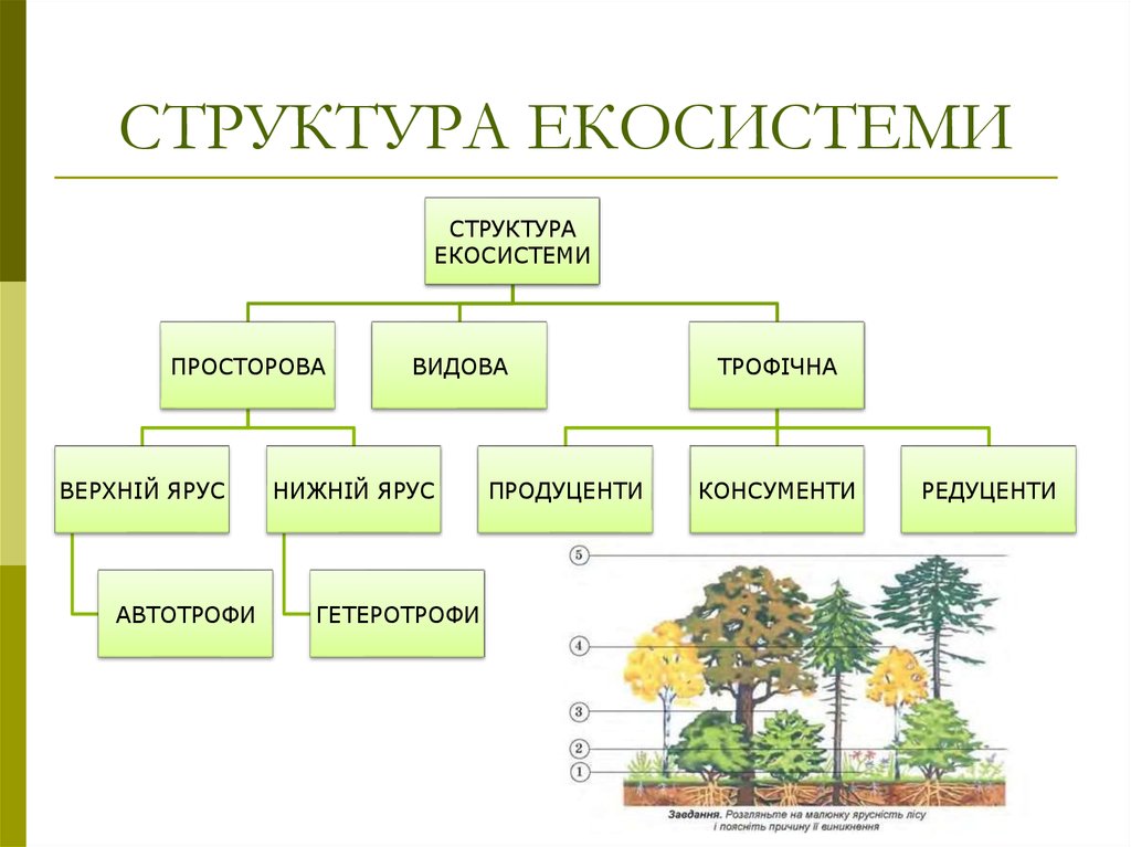 Биология 7 класс параграф структура растительного сообщества. Структуры компонентов экосистемы. Схема функциональной структуры экосистемы. Экосистема структура экосистемы. Структура экосистемы схема.