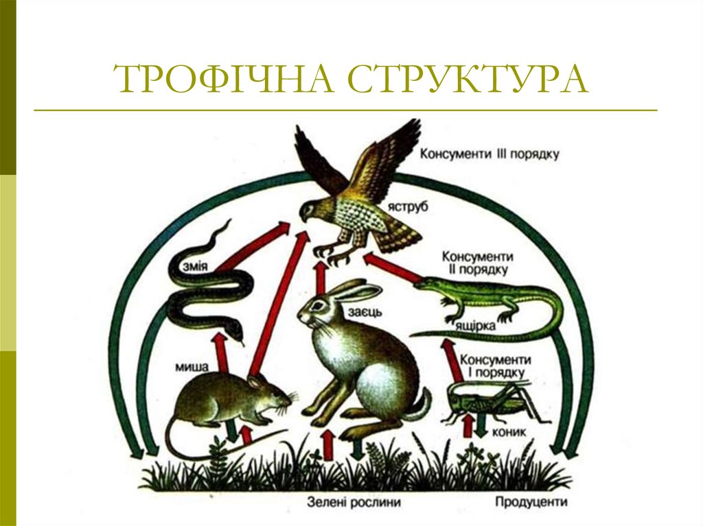 Степь питания в степи. Схема цепи питания характерной для Степной зоны. Пищевая цепочка степи схема. Цепь питания в степи 4 класс окружающий мир. Зона степей цепь питания животных.