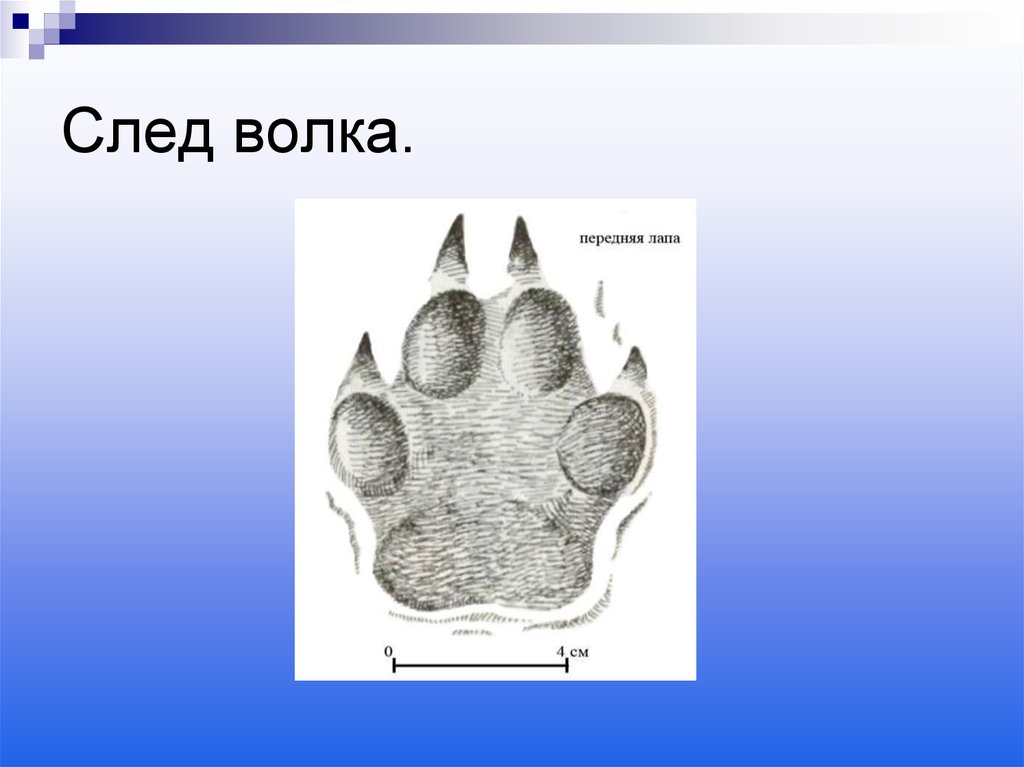 Следы волка. След волка. След волка размер. Отпечаток следа волка. Размер отпечатка следа волка.