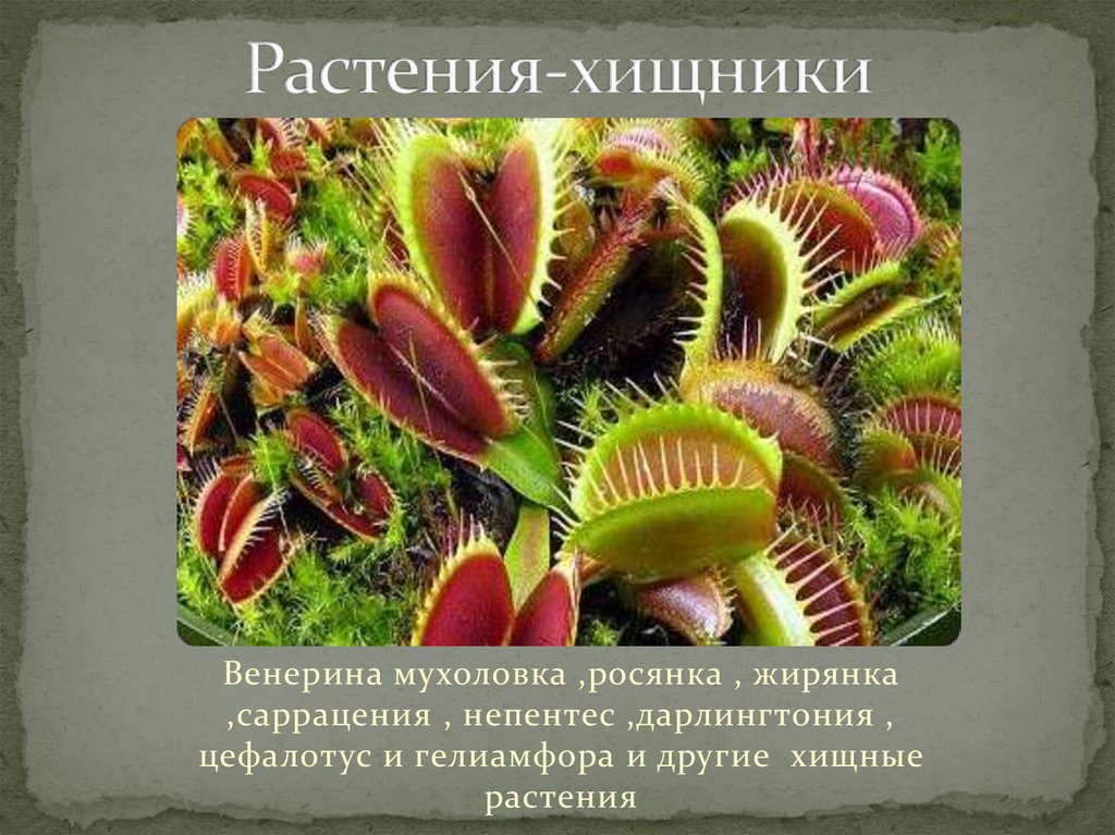 Какие видоизменения листьев изображены на рисунке у кактуса гороха росянки саррацении непентеса алоэ