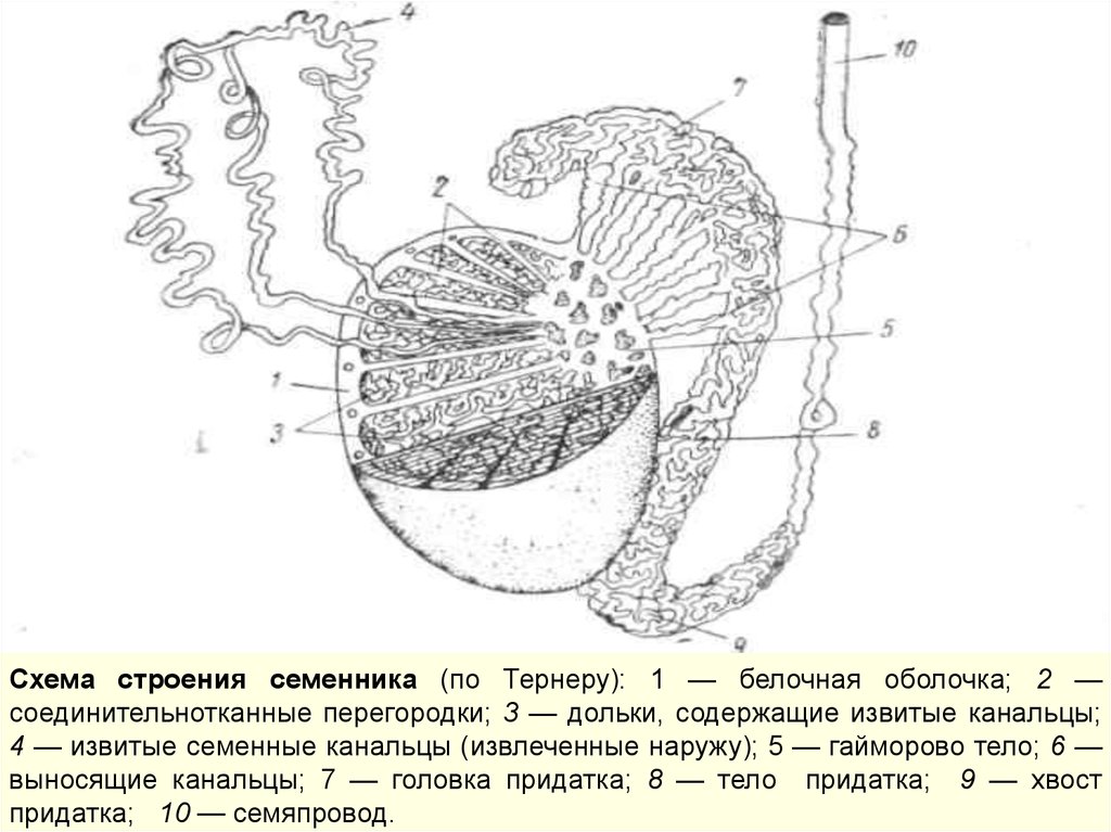 Строение белочной оболочки яйца