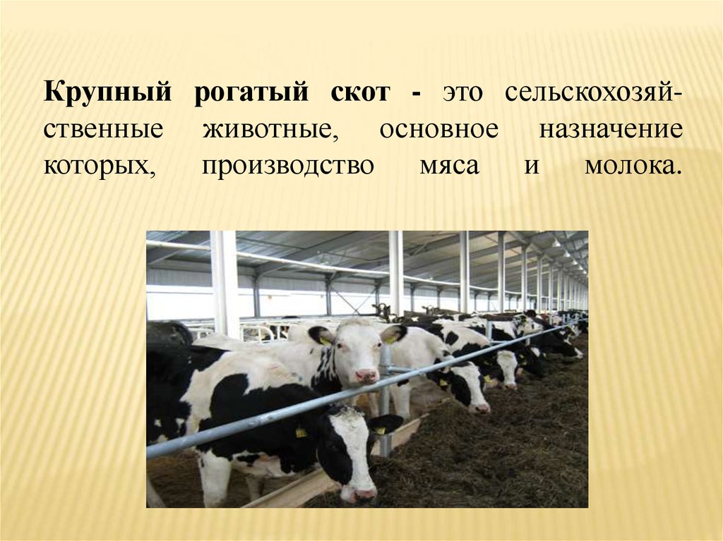 Крупный рогатый скот - это сельскохозяй-ственные животные, основное назначение которых, производство мяса и молока.
