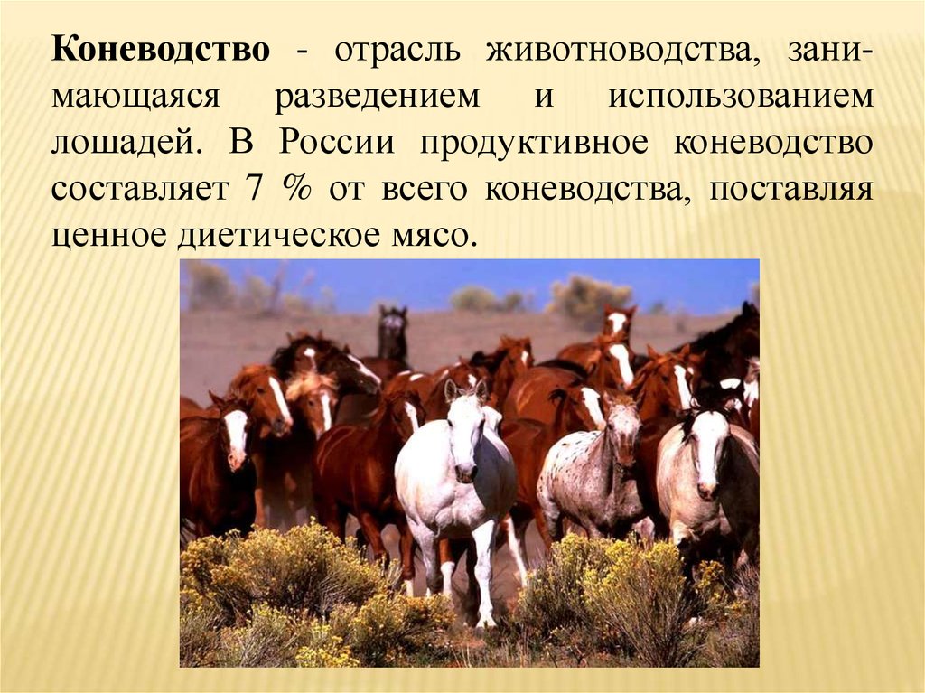 Чем объяснялась ведущая роль коневодства и верблюдоводства. Коневодство. Животноводство коневодство. Отрасль коневодство. Животноводство презентация.