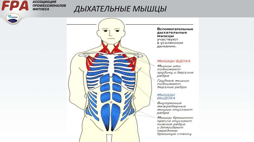 Рассмотрите картинку и укажите под какими цифрами указаны мышцы работающие при вдохе