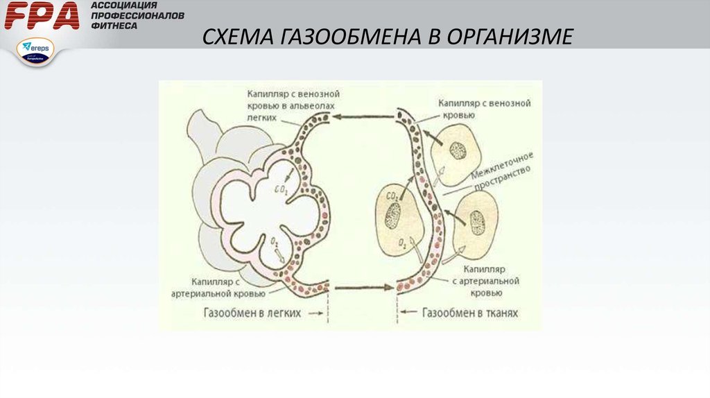 Обеспечивает газообмен. Дыхательная система газообмен. Схема газообмена в легких. Схема газообмена в организме. Схема газообмена в легких и тканях.