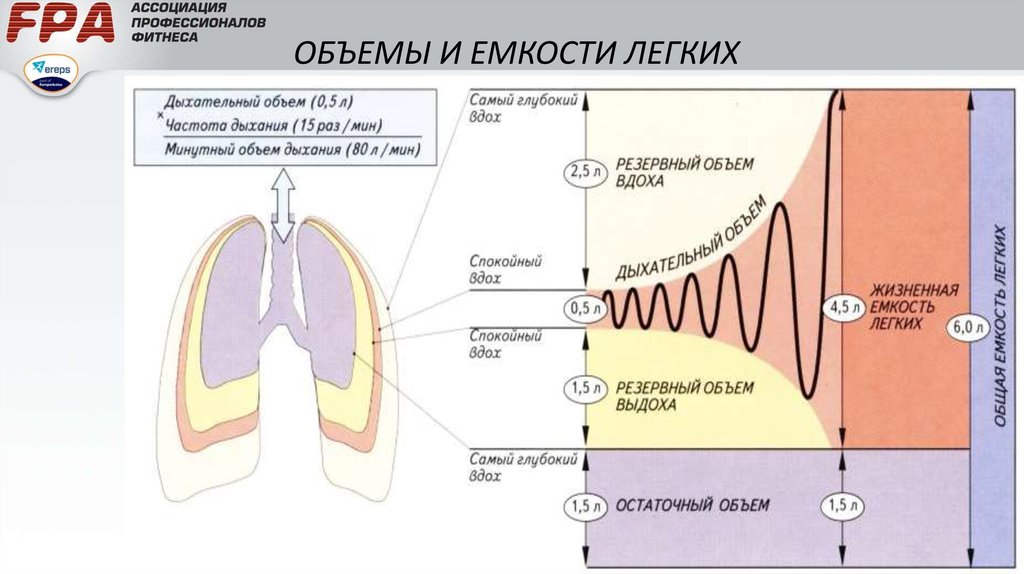 Рассмотрите рисунок с изображением функционального деления общей емкости легких как