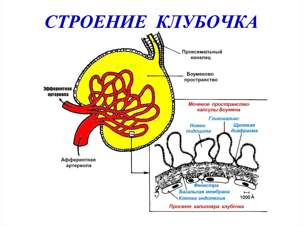 Фильтрационная мембрана почки схема