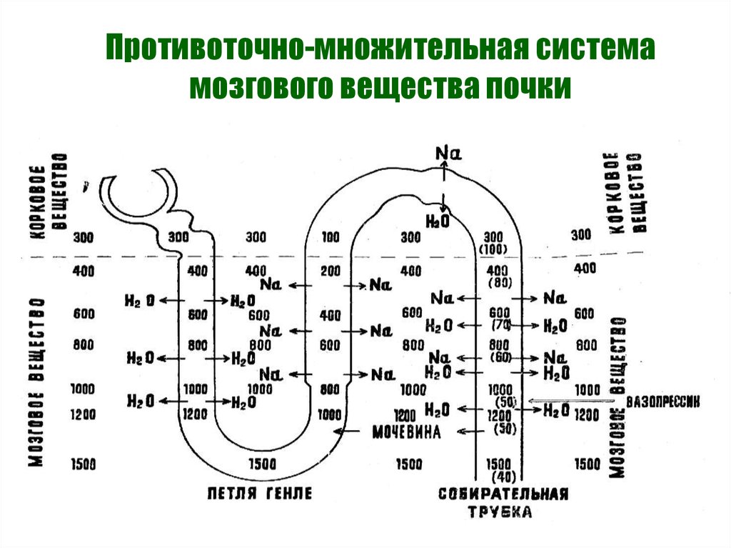 Схема поворотно противоточной множительной системы почек