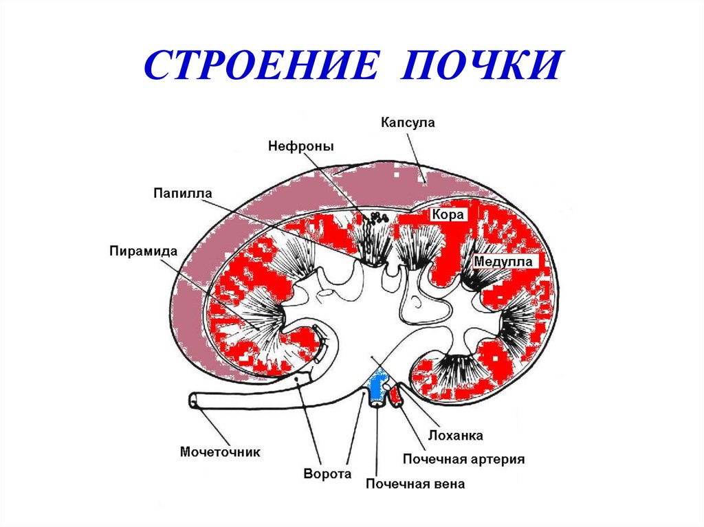 Какое строение почки