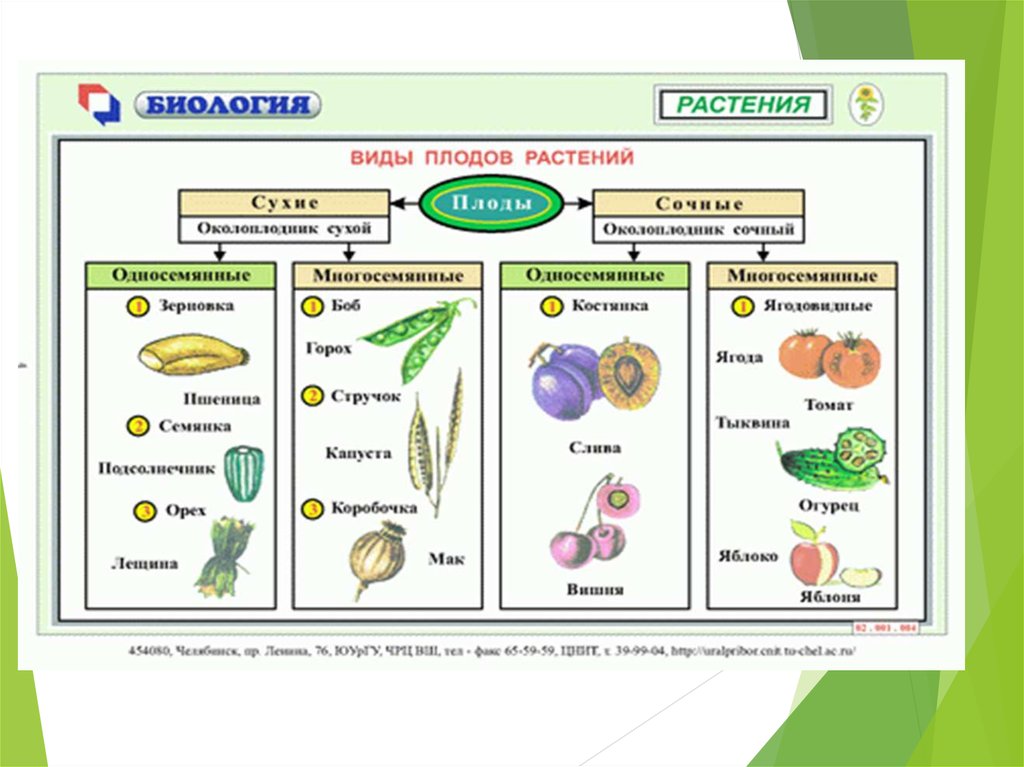 Классификация плодов схема 6 класс по биологии
