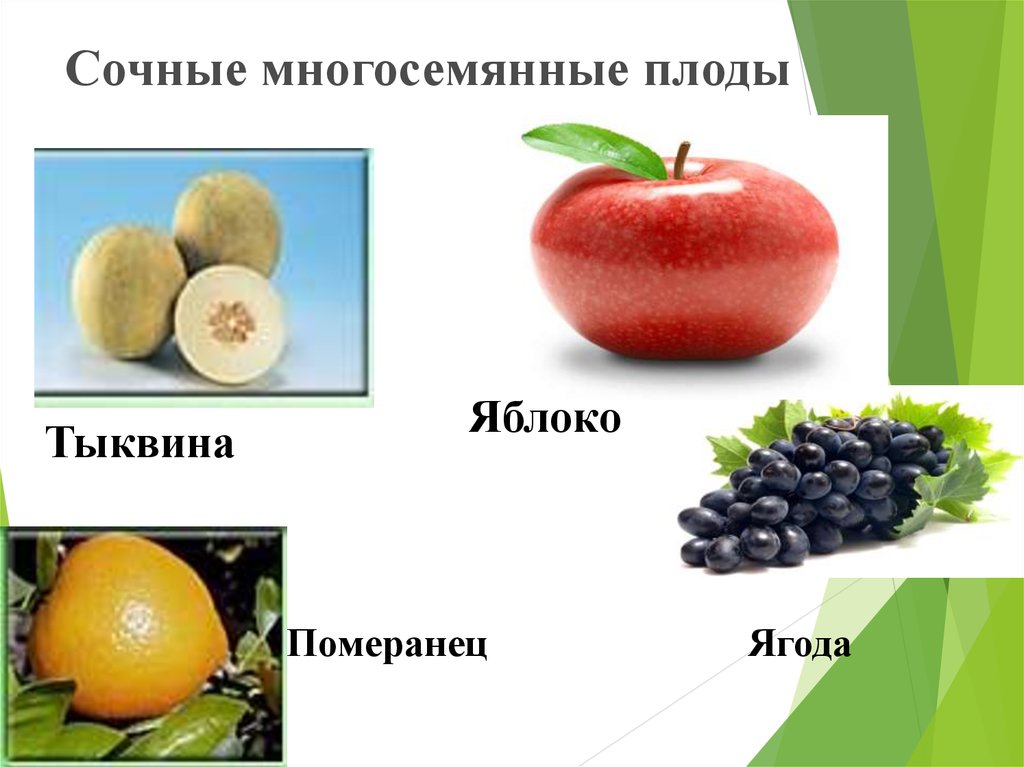 Какой из перечисленных плодов является односеменным. Сочные многосемянные плоды ягода. Ягода многосемянная или односемянная. Односемянные и многосемянные плоды. Срчные много семчные плоды.