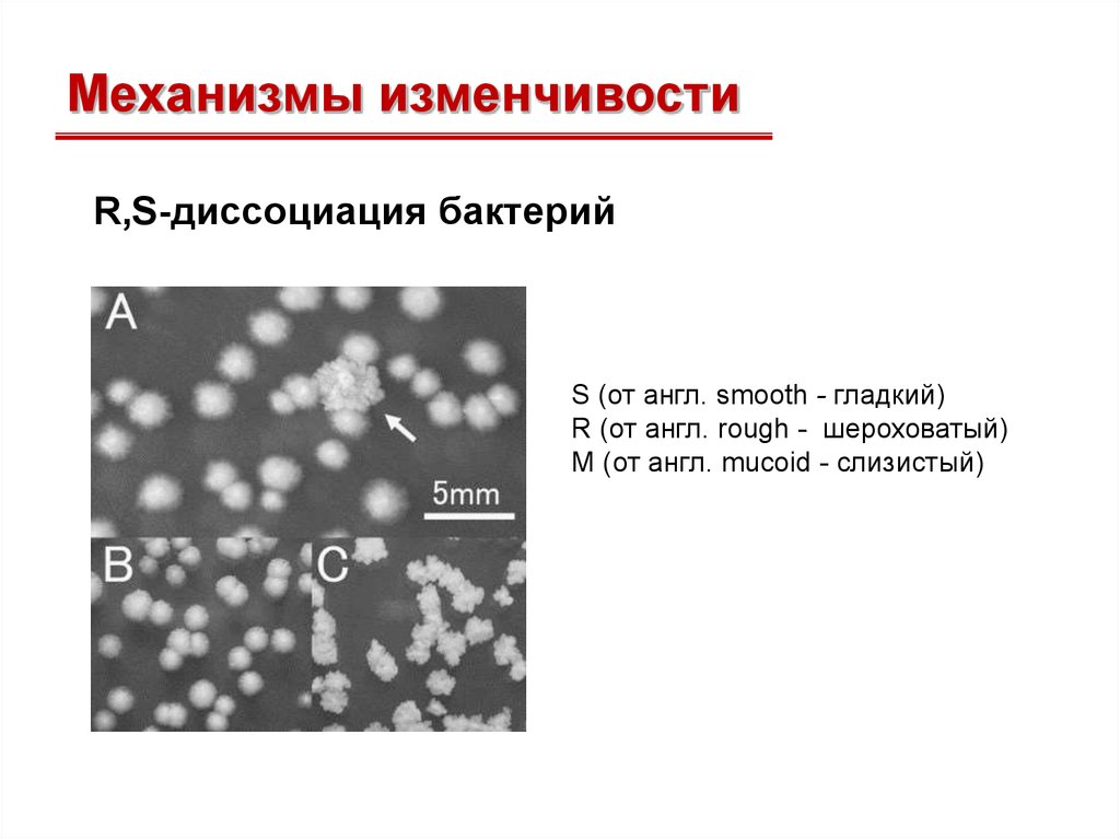 Диссоциация белков