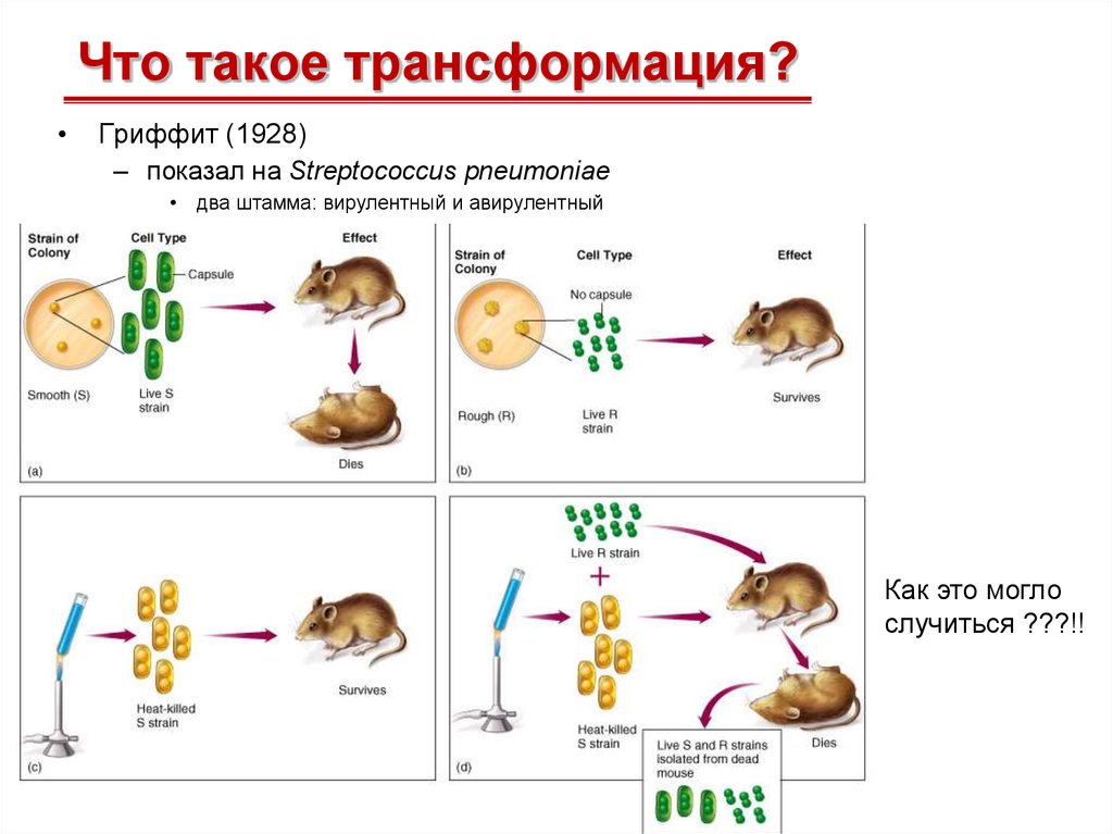 Трансмиссия это в биологии