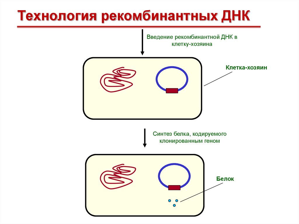 Этапы получения бактерий с рекомбинантной плазмидой