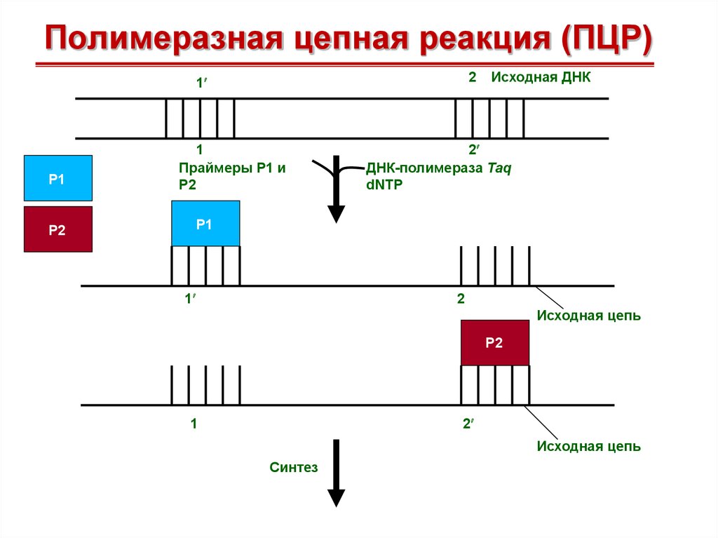 Полимеразной цепной реакции схема