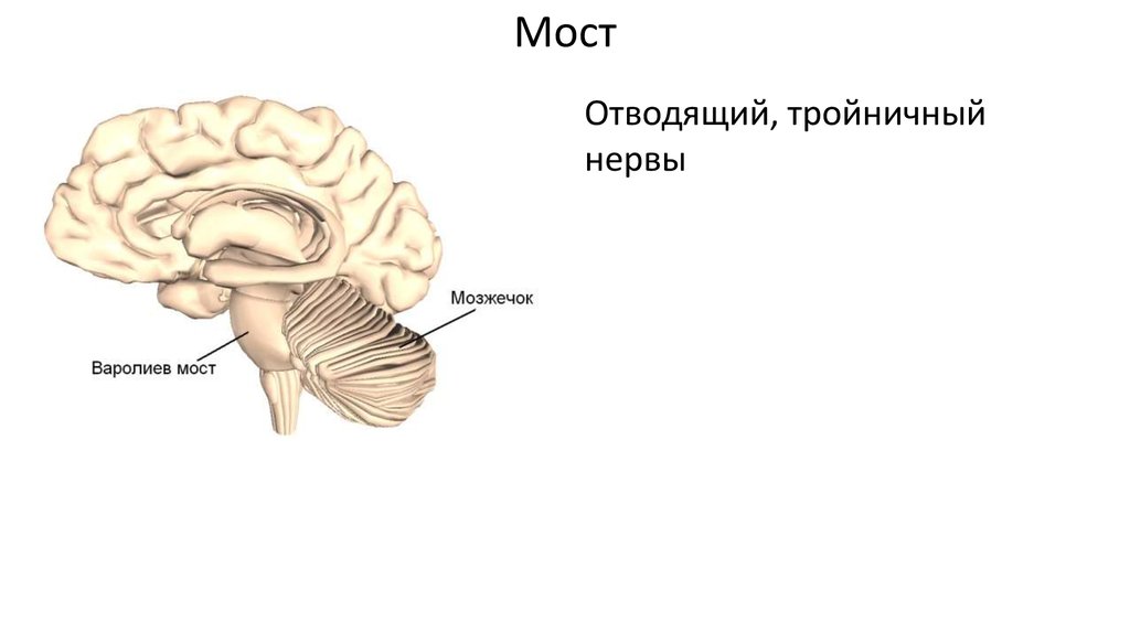 Мост мозга расположен. Головной мозг варолиев мост. Отделы головного мозга варолиев мост. Строение головного мозга варолиев мост. Головной мозг варолиев мост строение и функции.