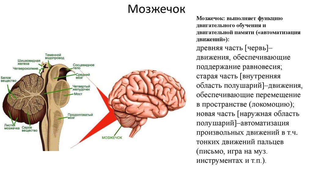 Функции мозжечка. Мозжечок за что отвечает. Функции мозжечка человека. Мозжечок регулирует.