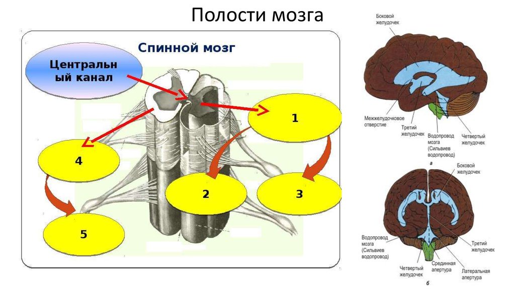 Полости мозга. Резонирующая мозговая полость. 13. Полости мозга.. Полости мозга на настоящем мозгу.