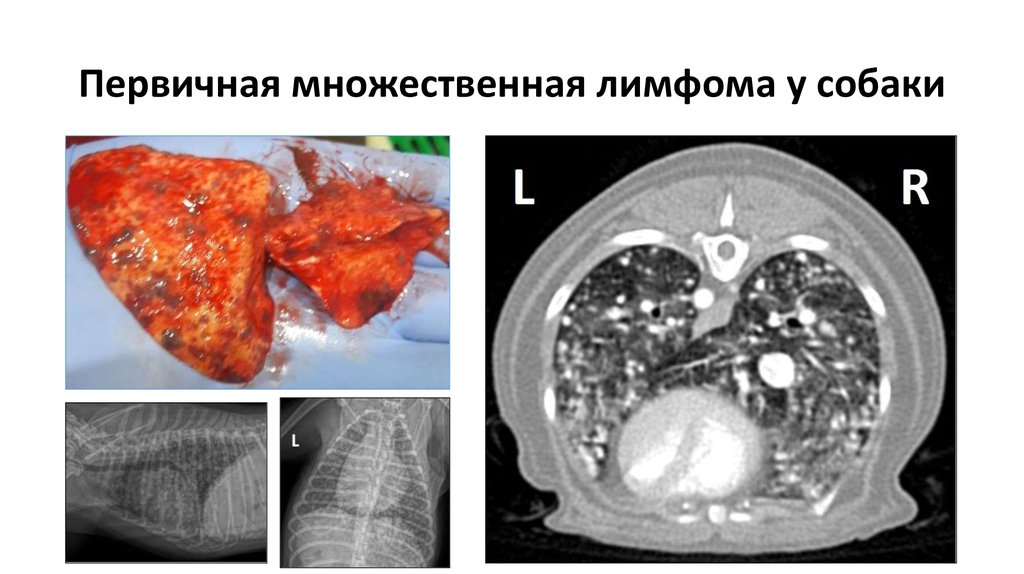 Первичная множественная лимфома у собаки