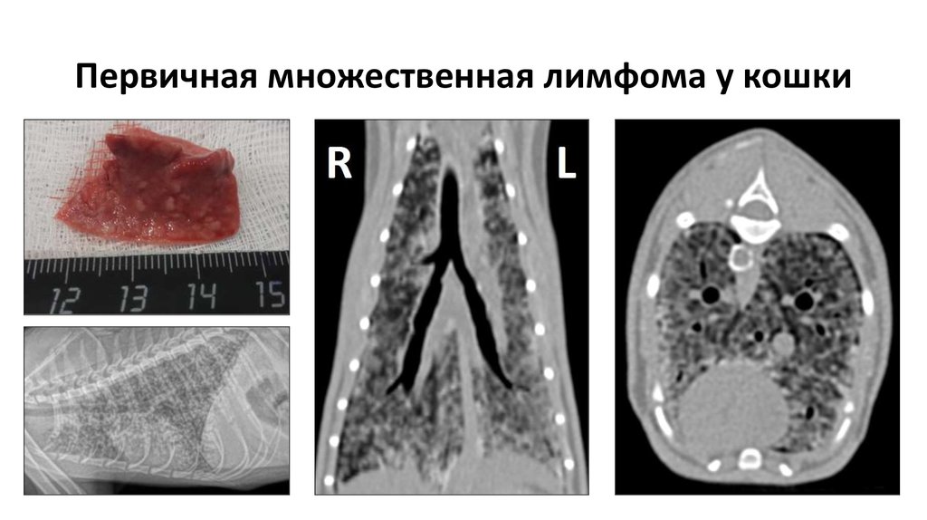 Лимфома у кошек