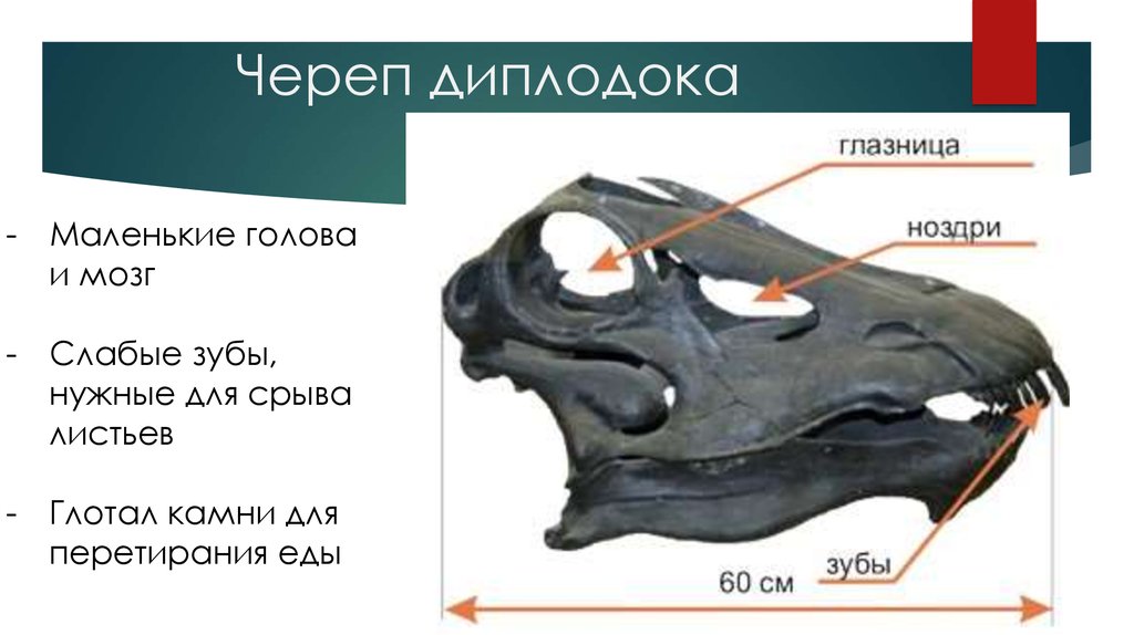 Череп диплодока