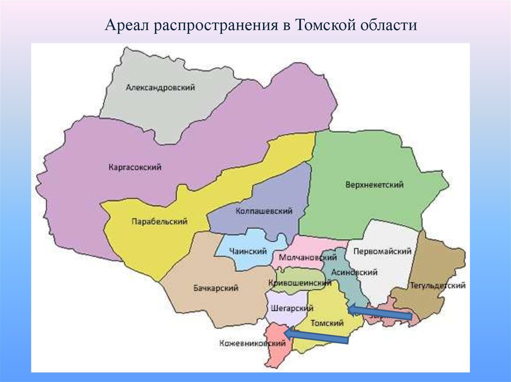 Карта кировского района г томска