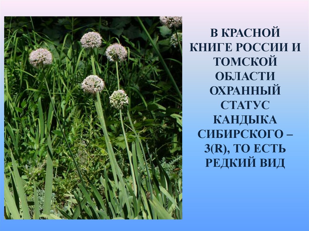 Растения красной книги Томской области. Растения Томской области занесенные в красную книгу. Краснокнижные растения Томской области. Какие растения занесены в красную книгу Томской области.