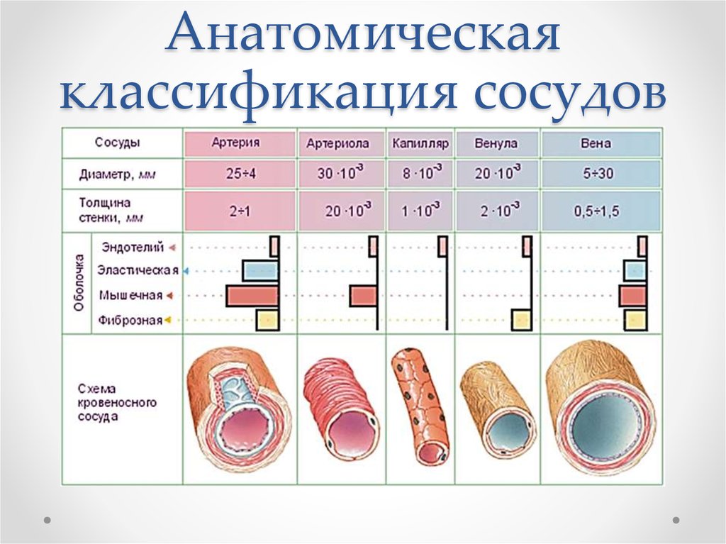 Последовательность вен. Строение и классификация артерий. Типы кровеносных сосудов. Анатомическая и функциональная классификация кровеносных сосудов. Толщина стенок сосудов артерии вены капилляры.