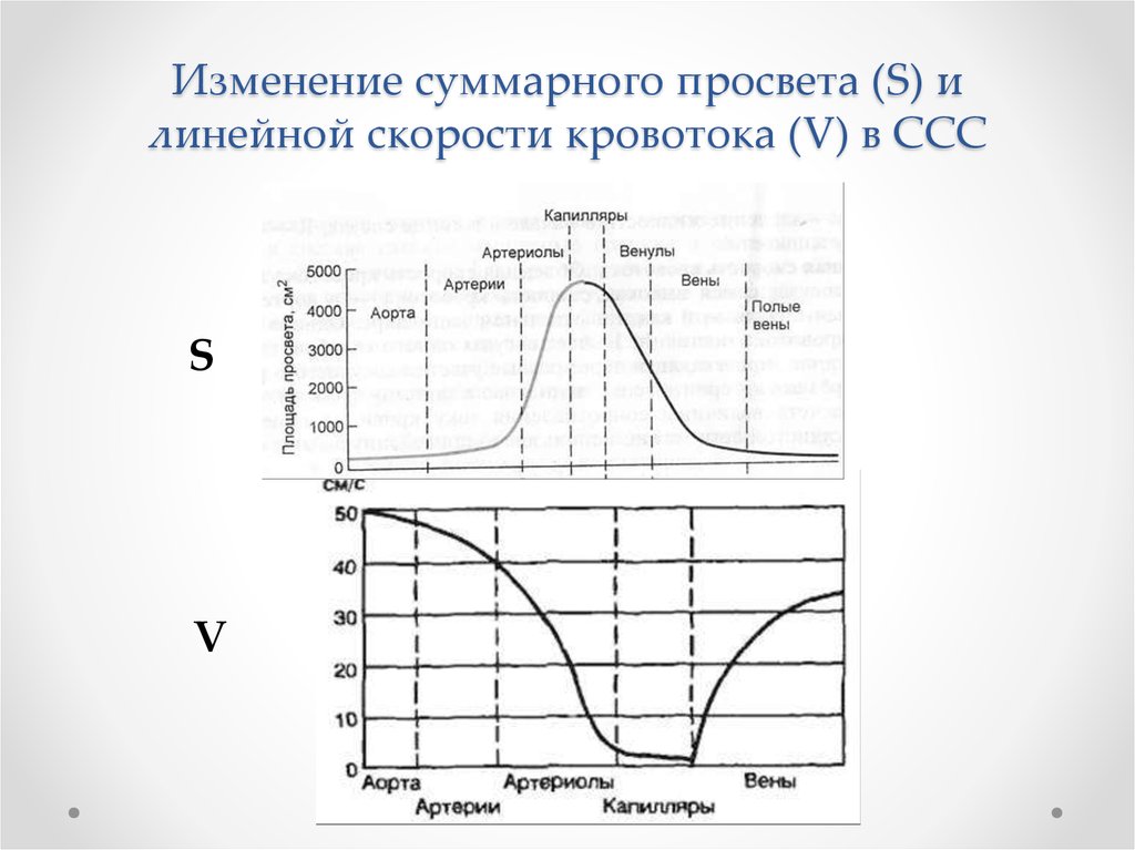 График изменения скорости. Синхронные графики изменения линейной скорости кровотока. График изменения объемной скорости кровотока. Линейная скорость кровотока график. График изменения суммарного просвета сосудов.