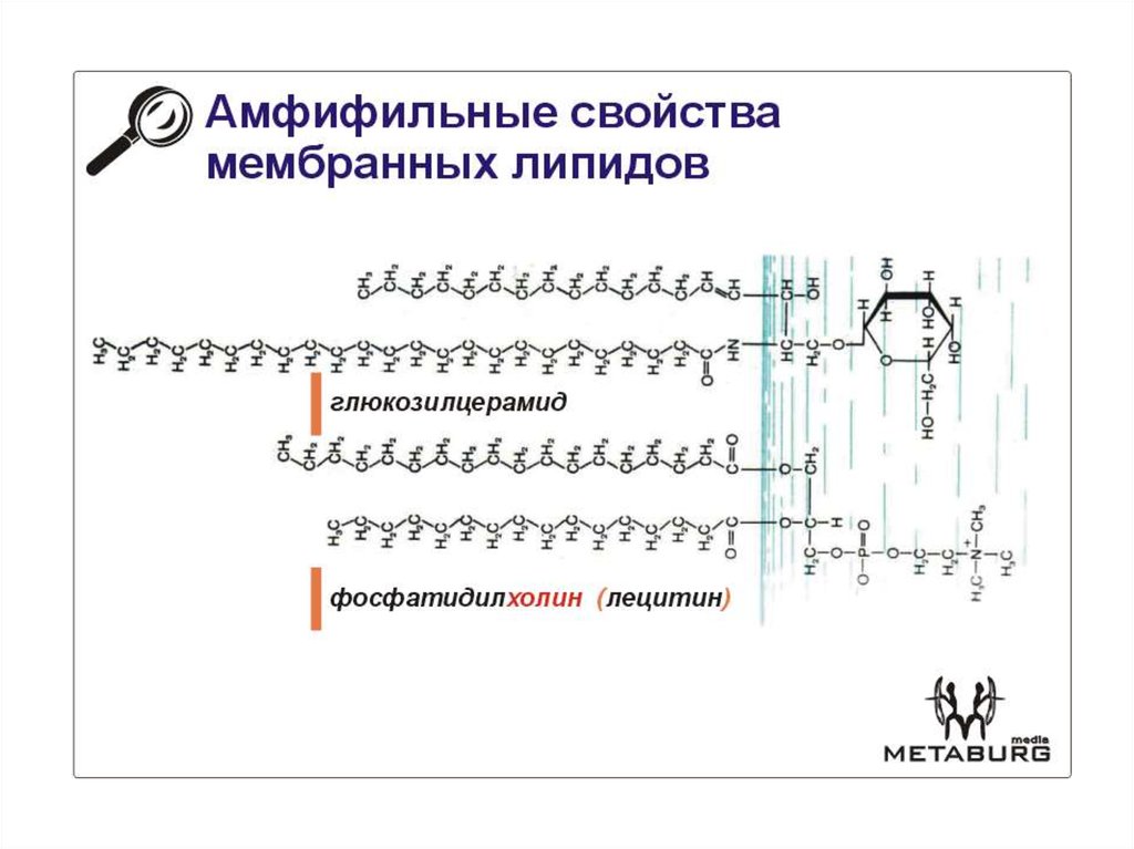 Фосфолипиды. Глицерофосфолипиды. Сфингофосфолипиды. Гликолипиды ...