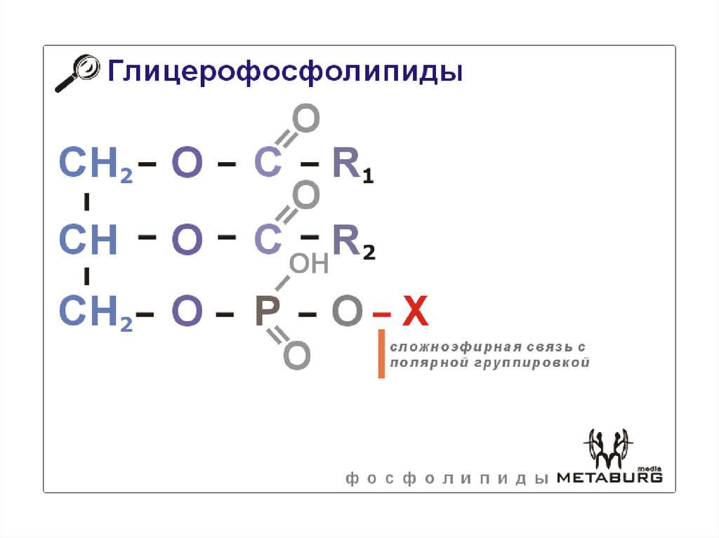 Фосфолипиды. Глицерофосфолипиды. Сфингофосфолипиды. Гликолипиды ...