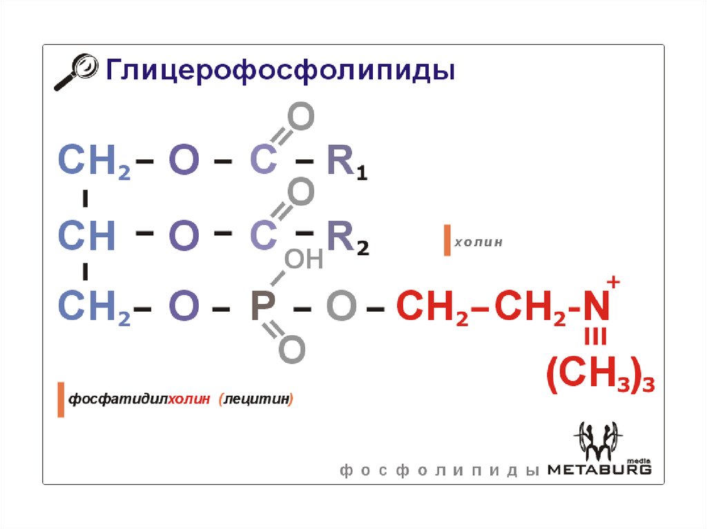 Схема образования фосфатидилхолина